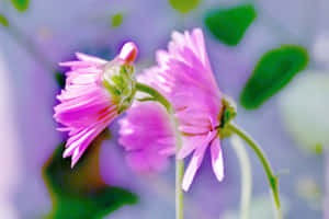 Pink Wildflowers Green Leaves Wallpaper