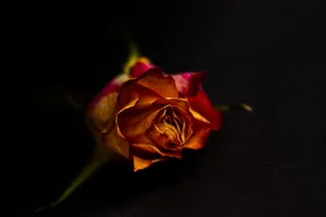 Pink Yellow Rose Hd Wallpaper