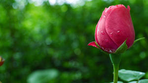 Pinkish Beautiful Rose Hd Bud Wallpaper