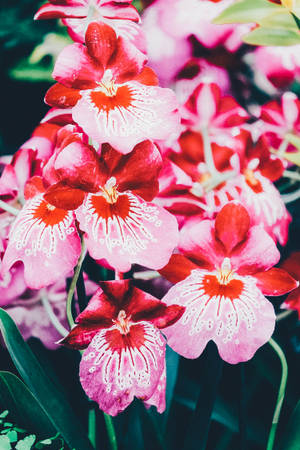 Pinkish Red Orchids Wallpaper