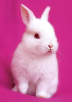 Pinkish White Rabbit Wallpaper