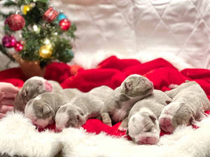 Pitbull Puppies On Christmas Hat Wallpaper