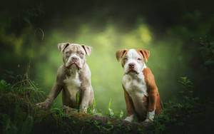 Pitbull Puppies On Grassy Ground Wallpaper