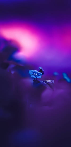 Pixel 3 Xl Blue Flower Focus Shot Wallpaper