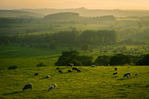 Placid Sheep Herd In Farm Eating Grasses Wallpaper