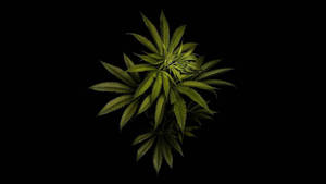 Plain Cannabis On Black Wallpaper