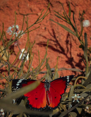Plain Tiger Aesthetic Butterfly Wallpaper