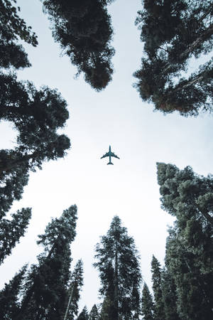 Plane Over Forest Wallpaper