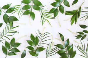 Plant Aesthetic Laptop [wallpaper] Wallpaper