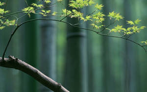 Plant In Bamboo Forest Wallpaper