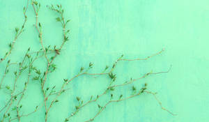 Plant On A Pastel Green Wall Wallpaper