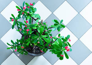 Plant On Checkered Tile Wallpaper