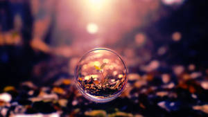 Plant Sprout All Best Wallpaper