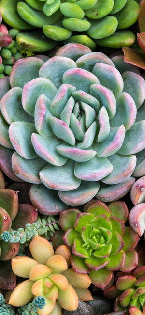 Plants Iphone Succulents Different Kinds Wallpaper