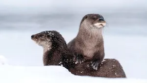 Playful Animal Otter Wallpaper
