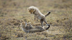 Playful Baby Cheetahs Wallpaper