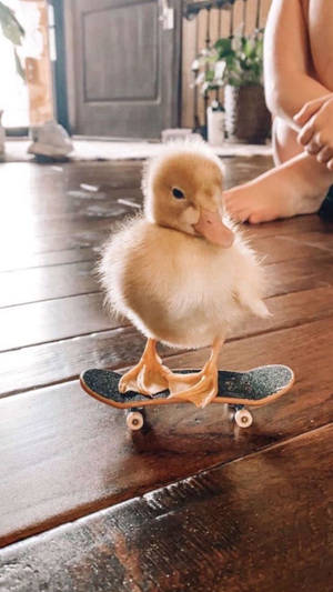 Playful Baby Duck Learns To Ice Skate Wallpaper
