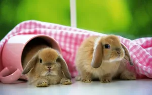 Playful Brown Bunnies Wallpaper