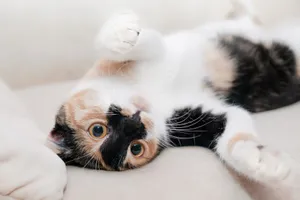 Playful Calico Cat Wallpaper