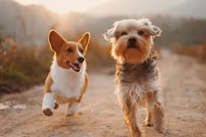 Playful Dogs Wallpaper