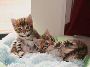 Playful Kittens Cuddling Together Wallpaper