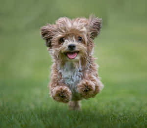Playful Small Dog In Outdoor Setting Wallpaper