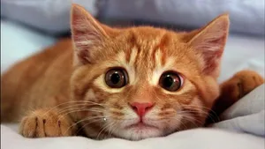 Pleading Funny Cat Wallpaper
