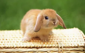 Pleasant Light Brown Bunny Wallpaper
