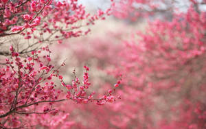 Plum Blossom Flower Desktop Wallpaper