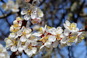 Plum Blossom Spring Laptop Wallpaper