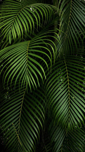 Pointy Dark Green Palm Leaves Plants Wallpaper
