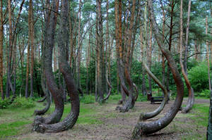 Poland Crooked Forest Photography Wallpaper