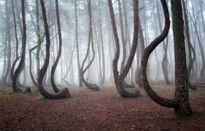 Poland's Eerie Crooked Forest Wallpaper