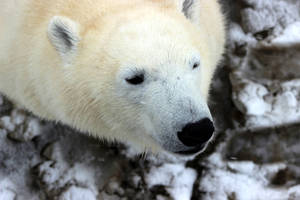 Polar Bear Headshot Wallpaper