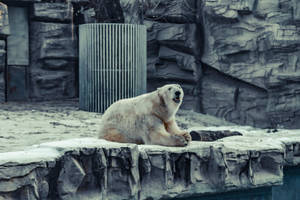 Polar Bear In Shelter Wallpaper