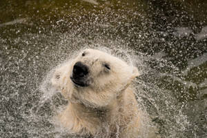 Polar Bear In Water Wallpaper