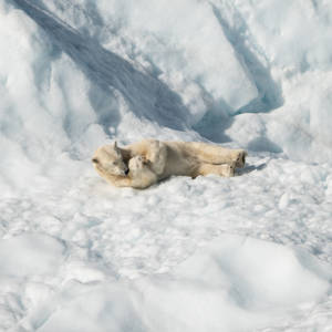 Polar Bear Lying On White Snow Wallpaper