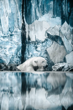 Polar Bear On Ice Wallpaper