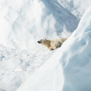 Polar Bear On Snow Ground Wallpaper