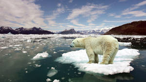 Polar Bear Stuck On Ice Wallpaper