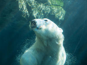 Polar Bear Swimming Underwater Wallpaper