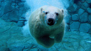 Polar Bear Underwater Wallpaper