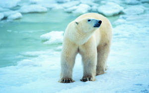 Polar Bear Walking In Antarctica Wallpaper