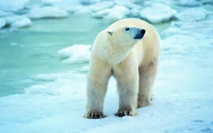 Polar Bear Walking In Antarctica Wallpaper
