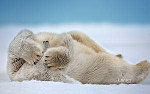 Polar Bear Winter Desktop Wallpaper
