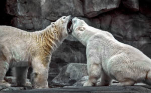 Polar Bears Fighting Wallpaper