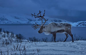 Polar Reindeer Animal Wallpaper