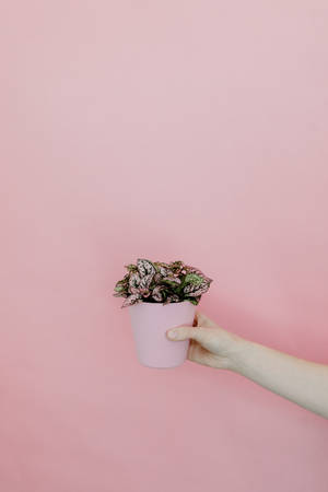 Polka Dot Plant On Pink Background Wallpaper