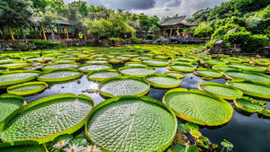 Pond In Shuangxi Park Taipei Wallpaper