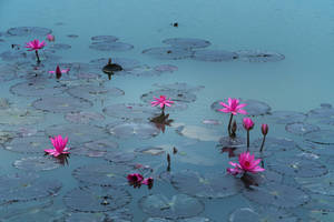 Pond Of Lotus Flowers Wallpaper